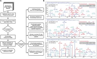 Inflammation-related citrullination of matrisome proteins in human cancer